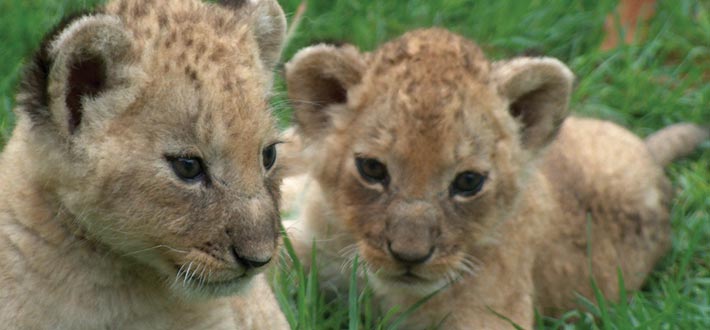 Baby lion cubs